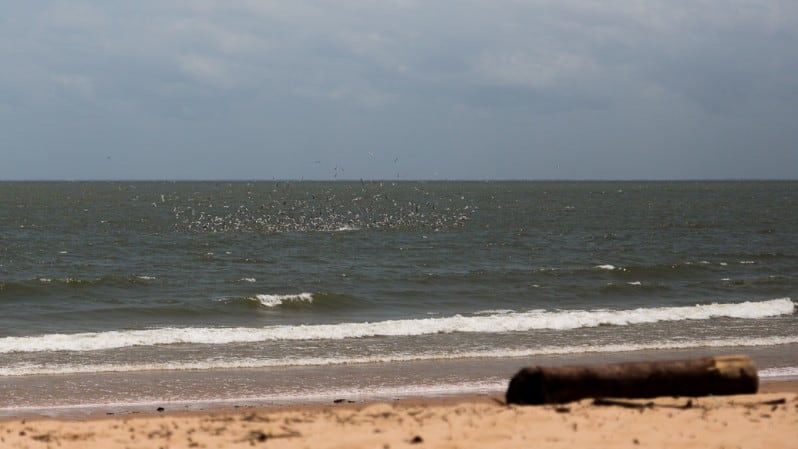 Dicas Para Explorar A Ilha De Maraj O Para So Amaz Nico