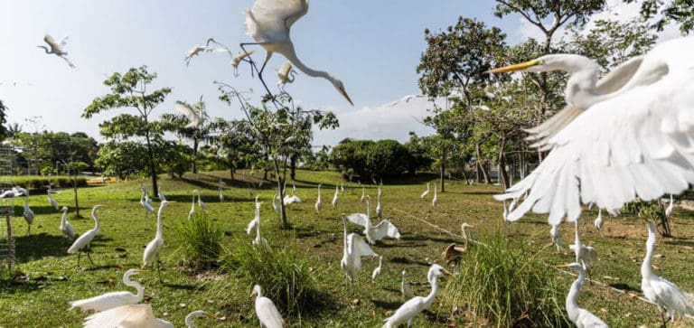 Mangal das Garças: Passeio imperdível em Belém do Pará