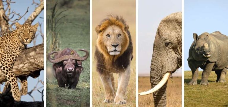 Big 5: os grandes animais de um safári na África