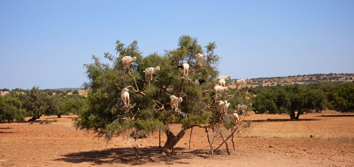 Cabras escalando árvore de argan no Marrocos